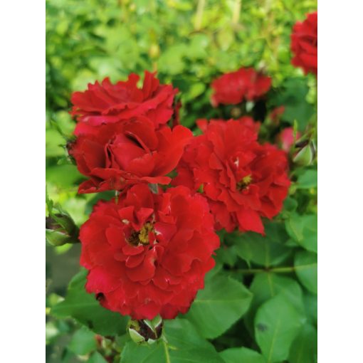 Rosa Floribunda Red - Csokros rózsa