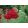 Achillea millefolium Tutti Frutti Pomegranate - Cickafark
