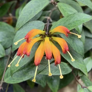   Aeschynanthus marmoratus - Szégyenlősvirág (akasztós kaspóban)