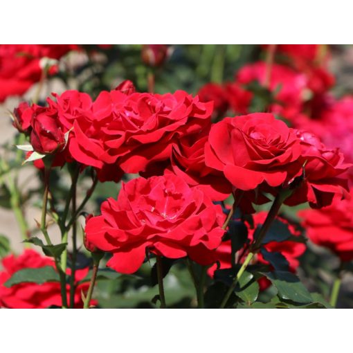 Rosa Nina Weibull - Virágágyi floribunda rózsa
