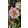 Helleborus orientalis Larissa - Hunyor