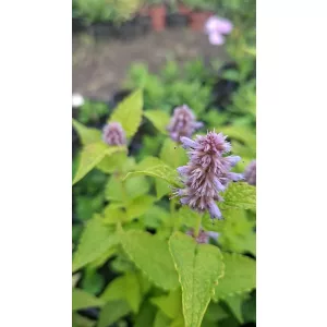 Agastache rugosa golden jubilee - Izsópfű (mag)