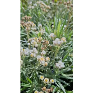 Anaphalis margaritacea - Gyöngykosárka (mag)