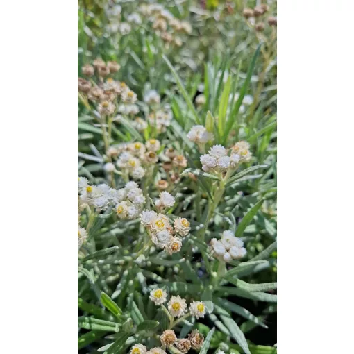 Anaphalis margaritacea - Gyöngykosárka (mag)