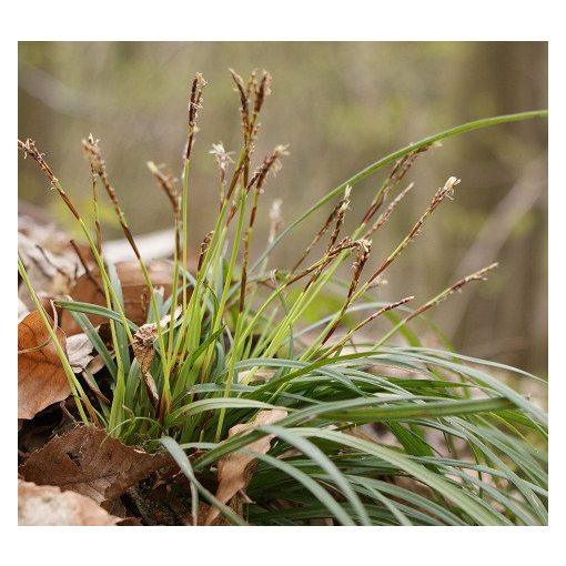 Carex digitata - Ujjas sás