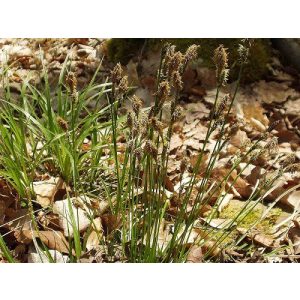 Carex umbrosa - Árnyéki sás