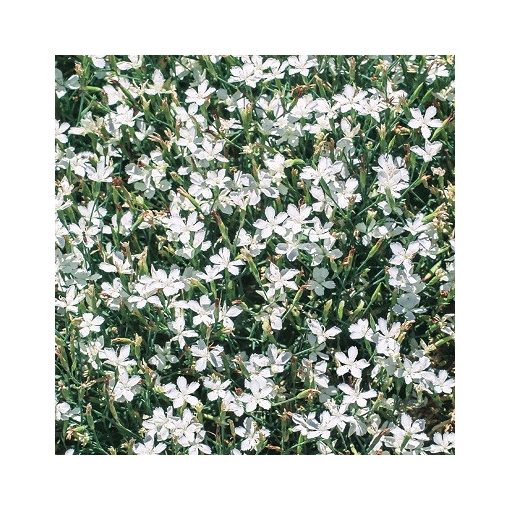 Dianthus deltoides White - Réti szegfű