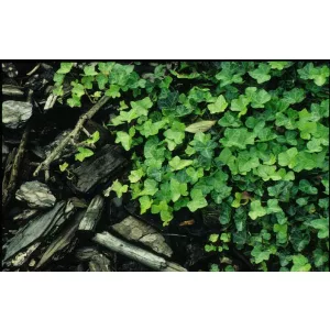 Hedera helix Walthamensis - Borostyán