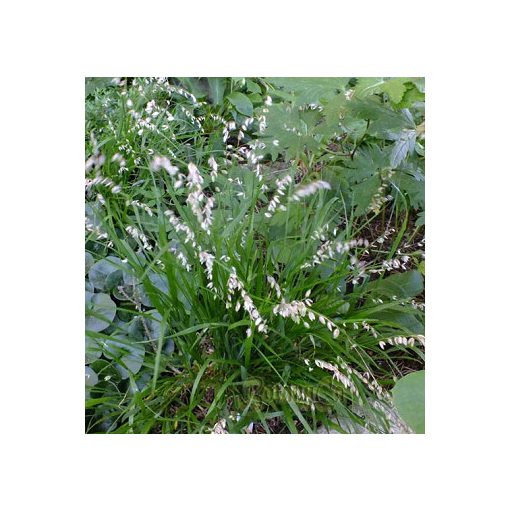 Melica uniflora - Gyöngyperje
