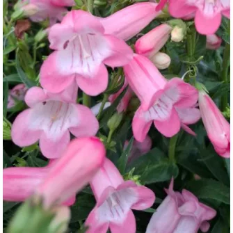 Bugatölcsér (Penstemon)