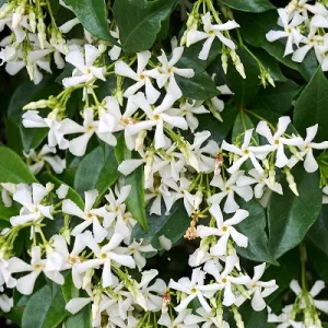 Trachelospermum jasminoides - Csillagjázmin