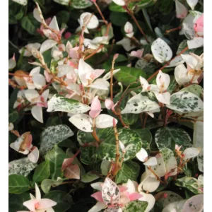   Trachelospermum asiaticum Tricolor - Tarka levelű japán csillagjázmin