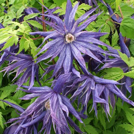 Clematis Spiky
