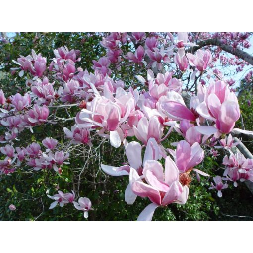 Magnolia x soulangeana Alexandrina - Liliomfa