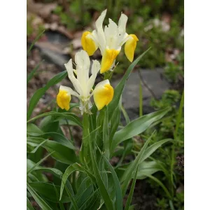 Iris bucharica