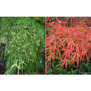 Acer palmatum Koto-no-ito (p29) - Japán juhar