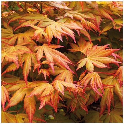 Acer palmatum Orange Dream (p15) - Japán juhar