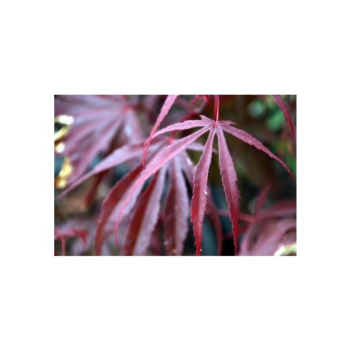 Acer palmatum Pevé Dave (p19) - Japán juhar