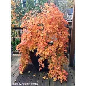 Acer palmatum Ryusen (p19) - Japán juhar