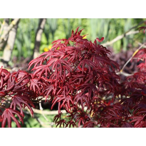 Acer palmatum Trompenburg (p19) - Japán juhar
