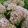 Hydrangea arborescens CANDYBELLE MARSHMALLOW (p19) - Cserjés hortenzia