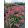 Hydrangea arborescens RUBY ANNABELLE (p19) - Cserjés hortenzia