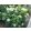 Hydrangea arborescens STRONG ANNABELLE / INCREDIBALL (p19) - Cserjés hortenzia