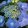 Hydrangea macrophylla Blaumeise (p17) - Kerti hortenzia