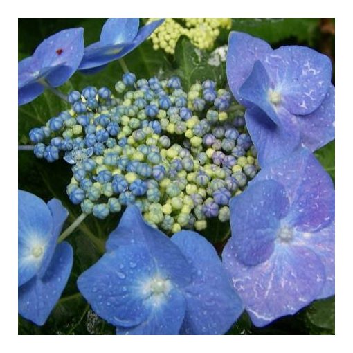 Hydrangea macrophylla Blaumeise (p17) - Kerti hortenzia