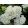 Hydrangea macrophylla HOVARIA HOLIBEL (p14) - Kerti hortenzia