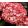 Hydrangea macrophylla ROYALTY BEAUTY OF BOSKOOP (p17) - Kerti hortenzia