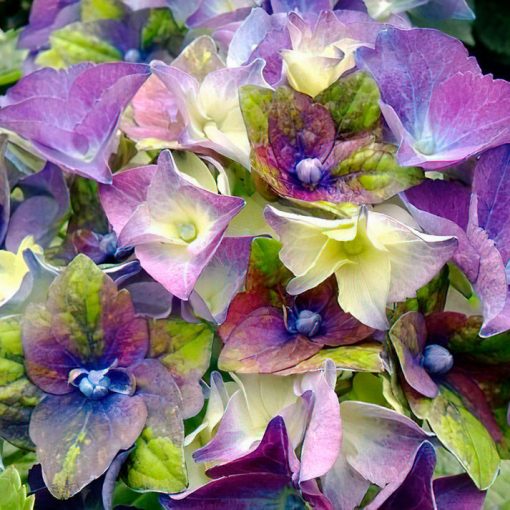 Hydrangea macrophylla ROYALTY COLLECTION LADY MATA HARI BLUE (p17) - Kerti hortenzia