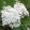 Hydrangea paniculata Phantom (p17) - Bugás hortenzia