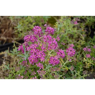 Ternye (Alyssum)