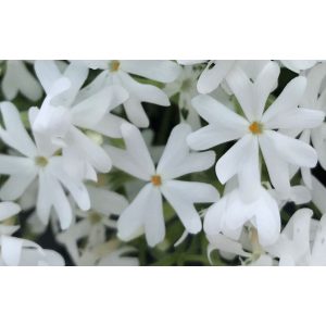 Phlox subulata Snowflake - Árlevelű lángvirág
