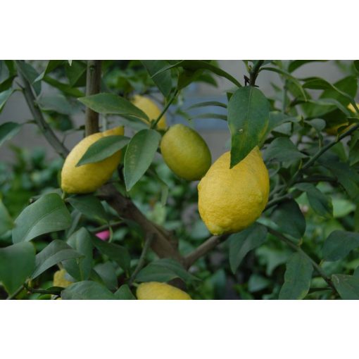 Citrus limon - Óriás citrom (p12)