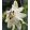 Passiflora White Wedding - Golgotavirág