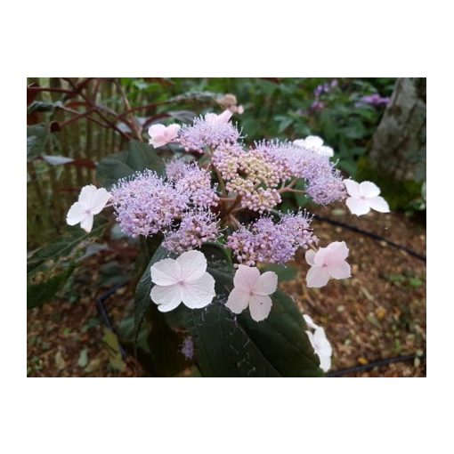 Hydrangea aspera Koki (p17) - Érdeslevelű hortenzia
