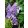 Hydrangea aspera Velvet and Lace (p17) - Érdeslevelű hortenzia