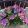 Hydrangea macrophylla ROYALTY COLLECTION LADY MATA HARI Pink (p17) - Kerti hortenzia