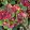Hydrangea macrophylla ROYALTY COLLECTION Burning Hot (p17) - Kerti hortenzia