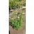 Achillea millefolium Appleblossom - Cickafark