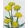 Achillea filipendula cloth of gold - Cickafark (mag)