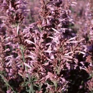 Agastache cana heather queen - Izsópfű (mag)