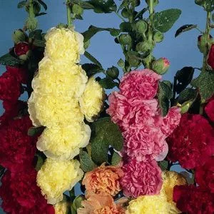 Alcea rosea chater’s double mix - Mályvarózsa (mag)