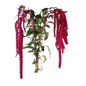 Amaranthus caudatus red - Díszparéj (mag)