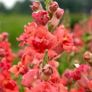   Antirrhinum majus madame butterfly cherry bronze - Oroszlánszáj (mag)