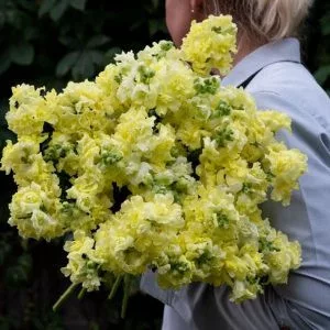   Antirrhinum majus madame butterfly yellow - Oroszlánszáj (mag)