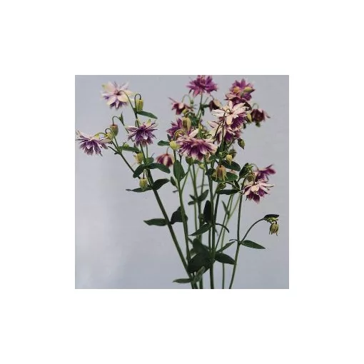 Aquilegia vulgaris purple barlow - Harangláb (mag)