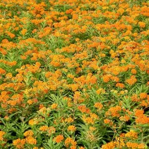 Asclepias tuberosa - Kínai leander (mag)